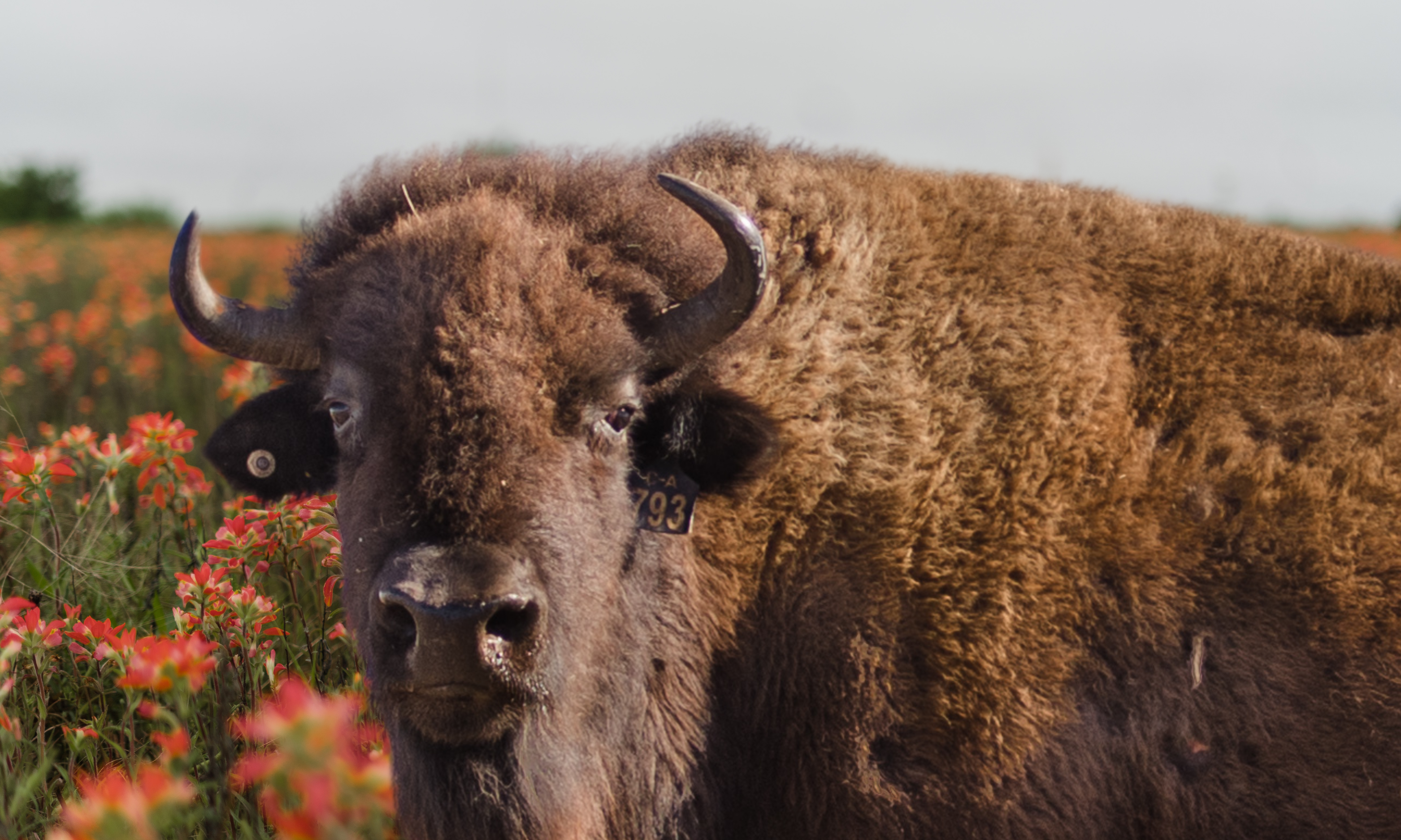 bison mad ag