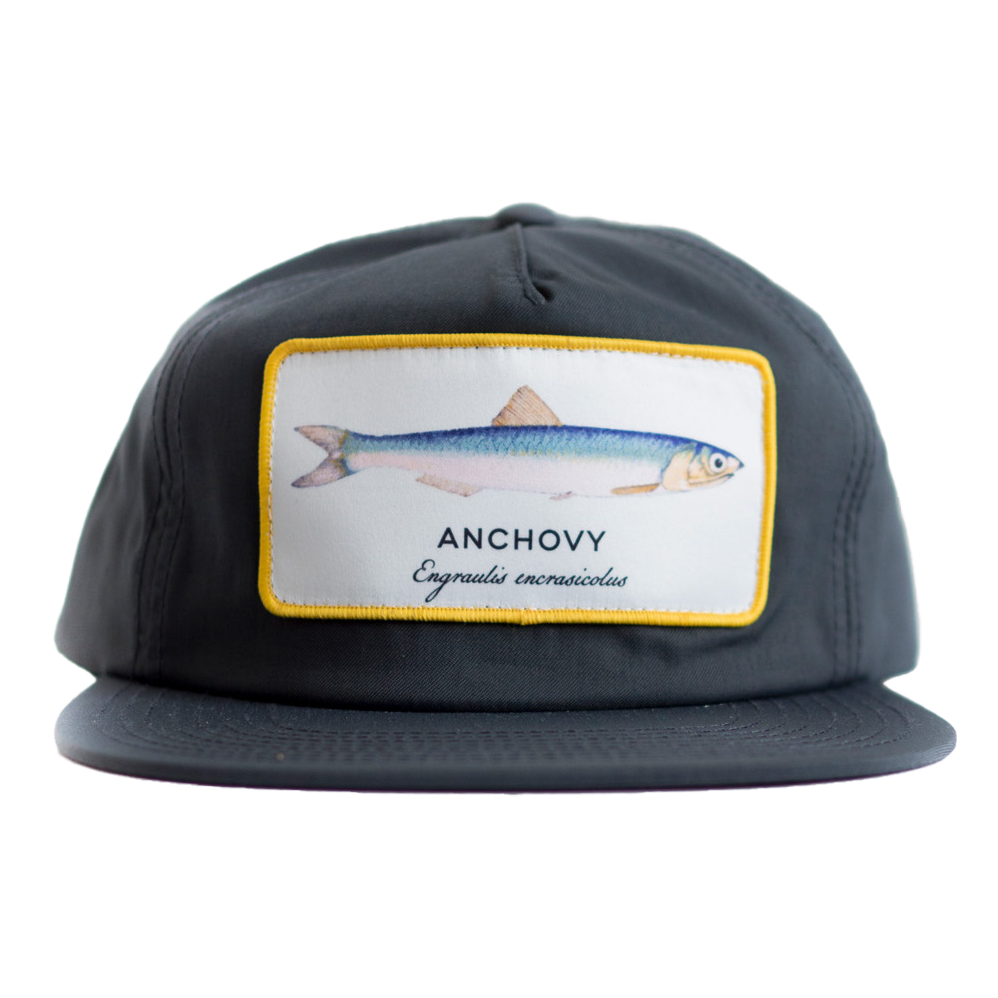 anchovy black 004
