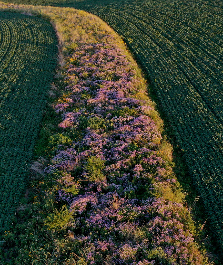 wildgrid