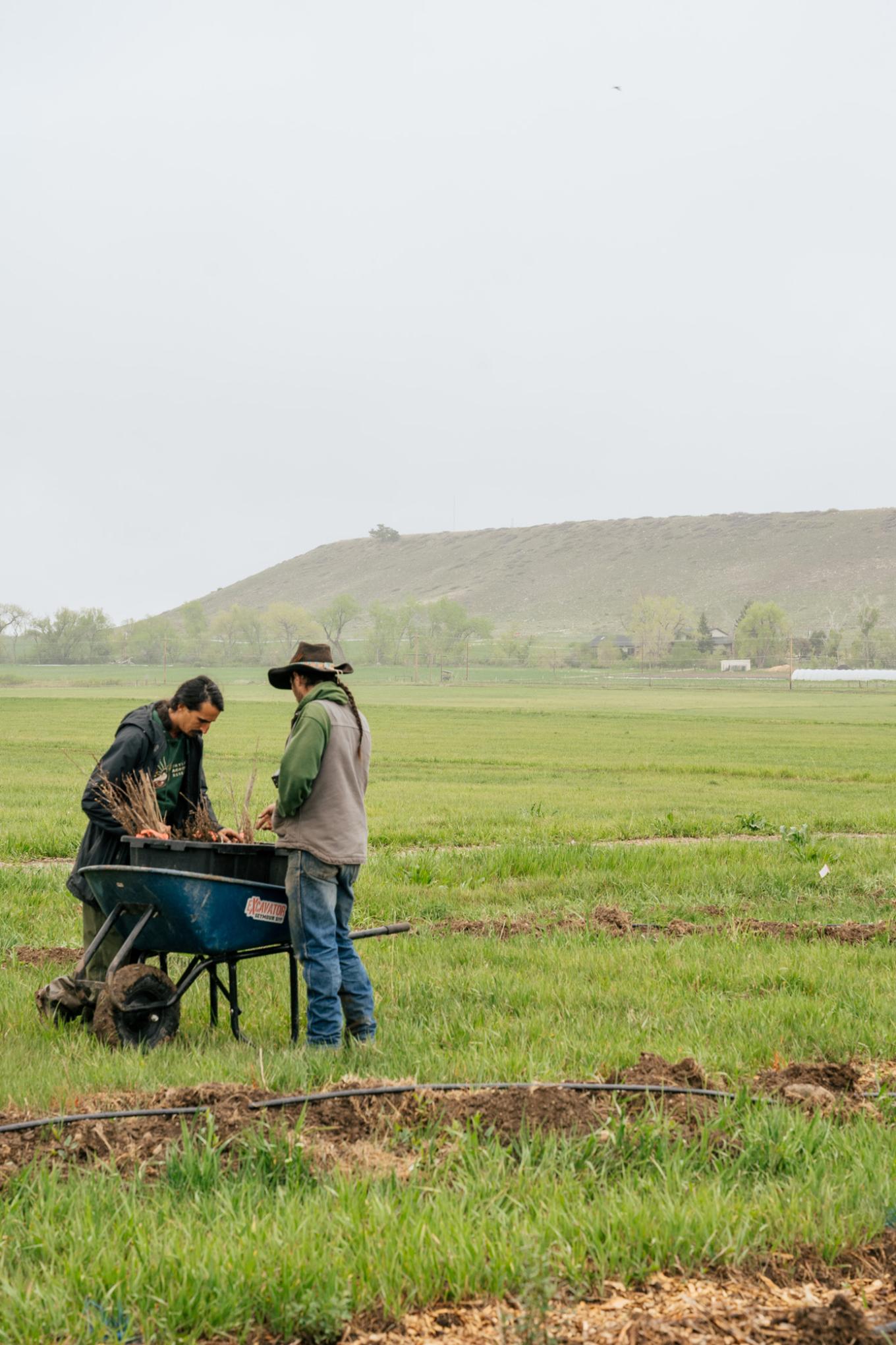 dartreeplanting 016