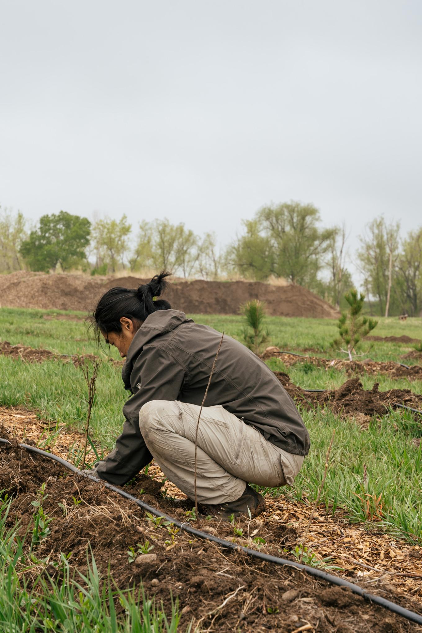 dartreeplanting 020