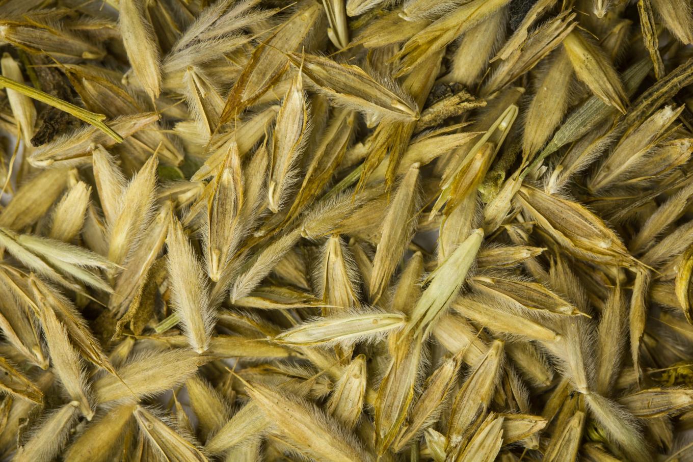 justin meissen mad agriculture prairie strips 1