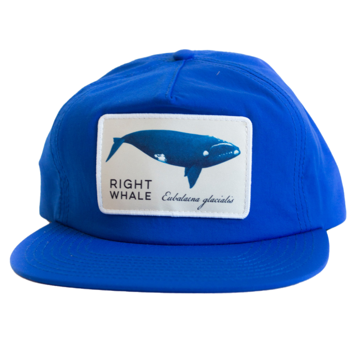 whale_blue_008.png