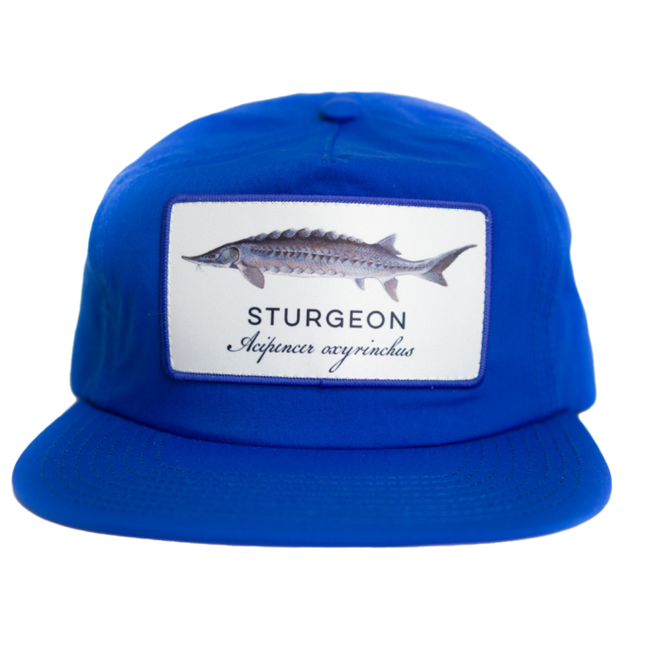 sturgeon_blue_003-1661372399.png